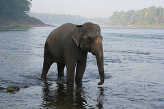 kodanad elephant training center