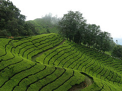 munnar sightseeing