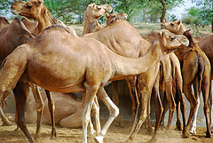 bikaner forts india