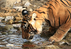 ranthambhore