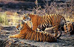 rajasthan ranthambhore tiger sightseeing