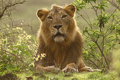 asiatic lion