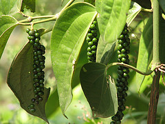 spice plantations kerala